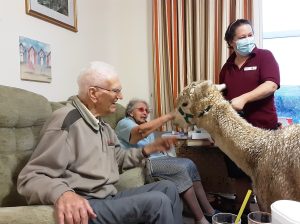 Residents John (95) and Sybil Bird (93), assisted by Lord Harris Court’s Trainer, Antonia Brown, greet and stroke the alpaca affectionately.  